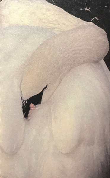 FORMER SELVES : Former Selves FORMER SELVES : Former Selves